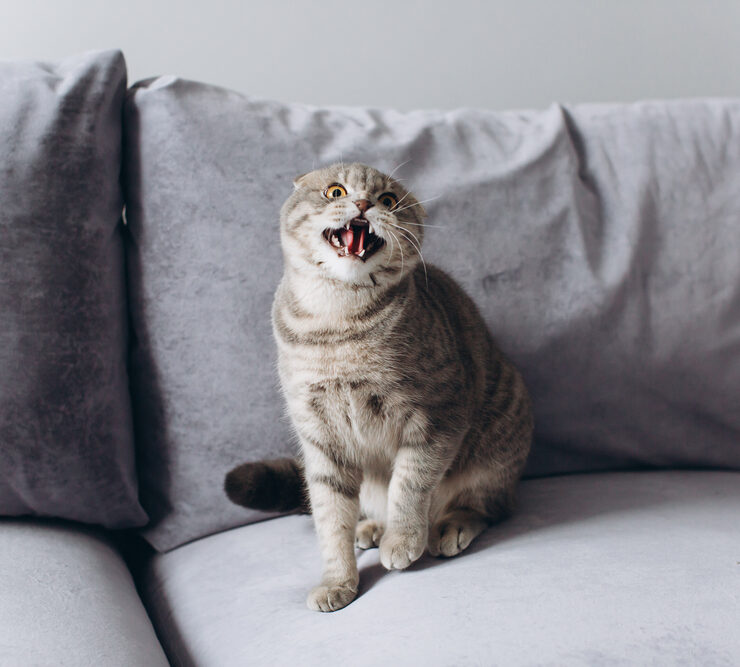 Por qué mi gato bufa al nuevo gatito