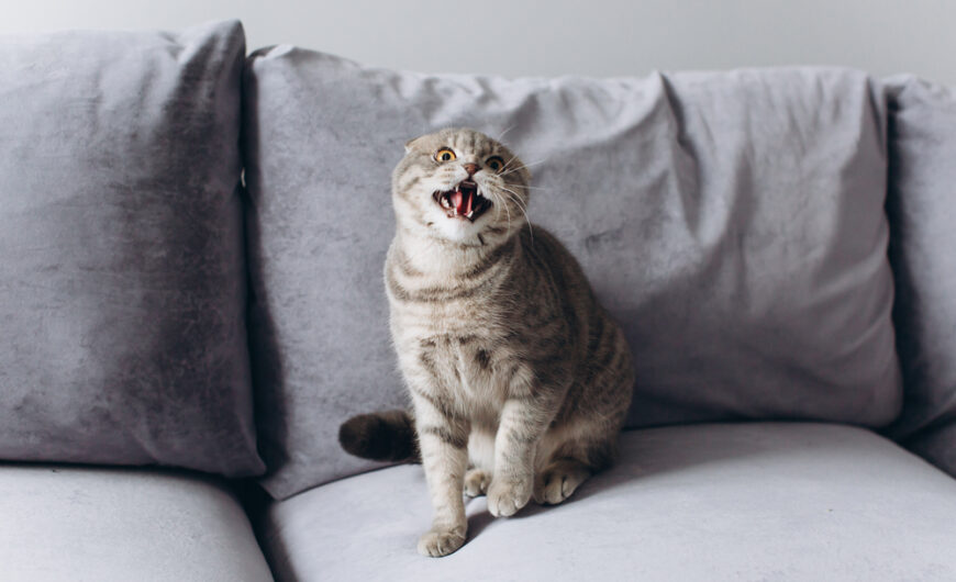 Por qué mi gato bufa al nuevo gatito