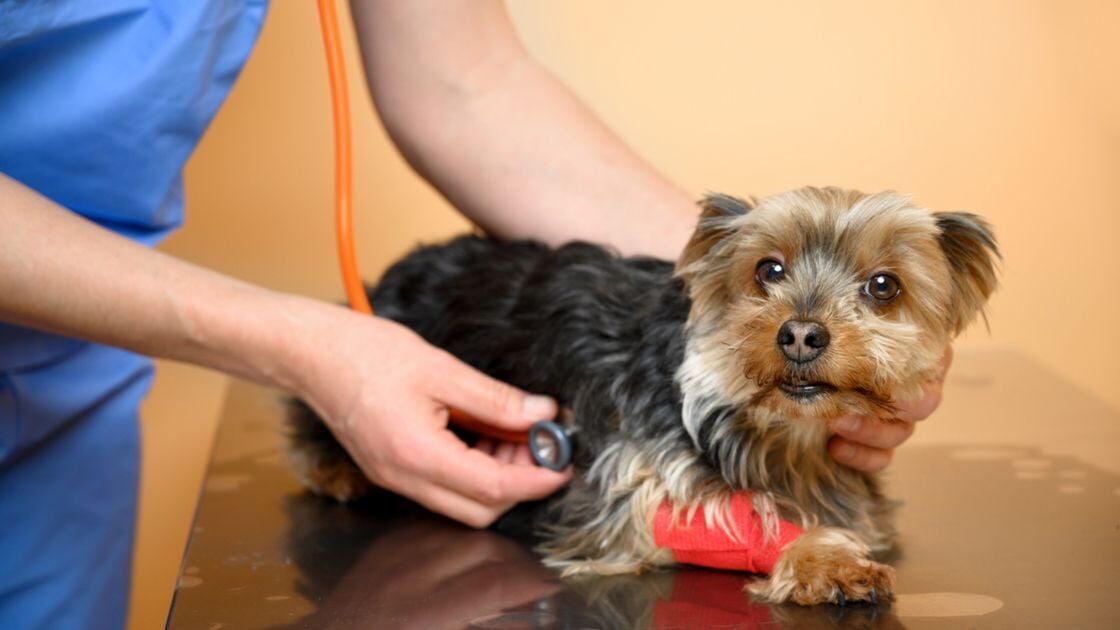 Encefalopatía hepática en perros: síntomas y tratamiento