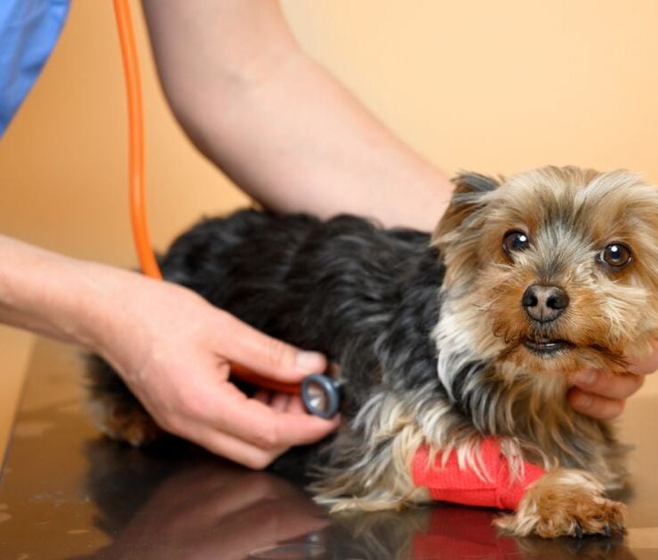 Encefalopatía hepática en perros: síntomas y tratamiento