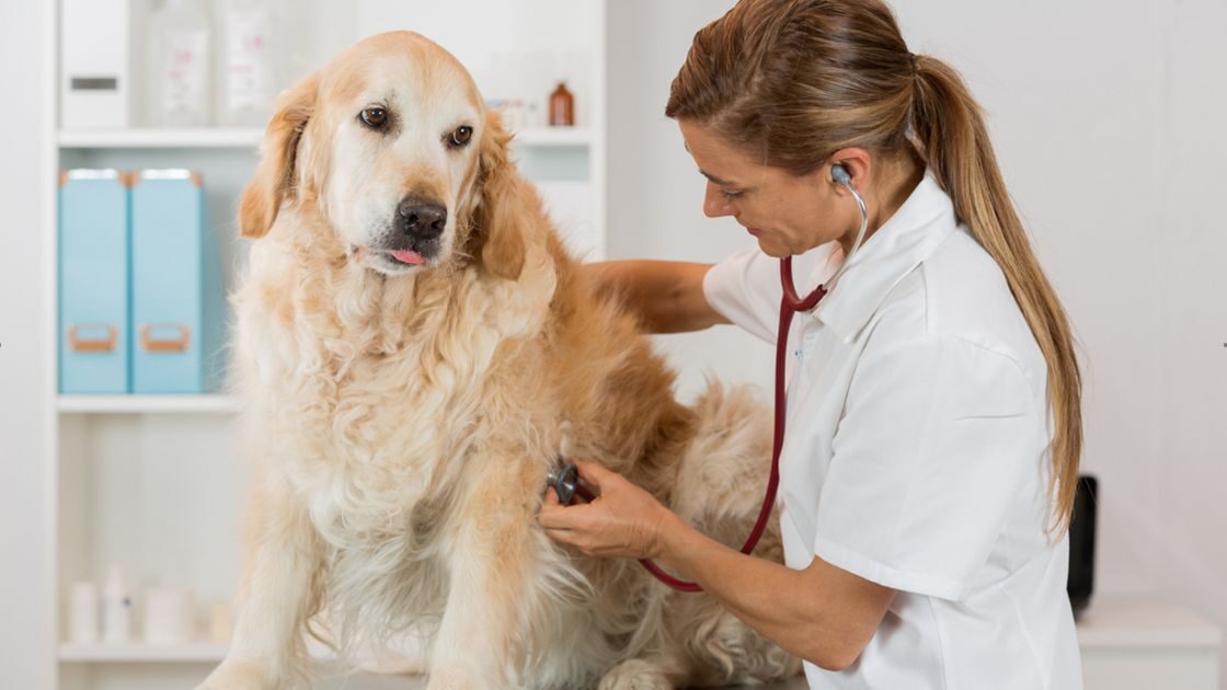 Cardiomiopatía dilatada en perros: síntomas y tratamiento