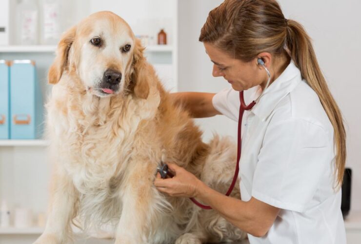 Cardiomiopatía dilatada en perros: síntomas y tratamiento