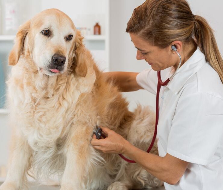 Cardiomiopatía dilatada en perros: síntomas y tratamiento