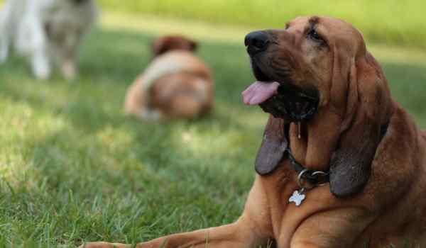 Vacuna contra el moquillo en perros