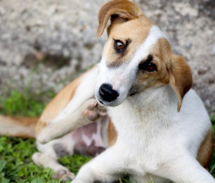 Alergia a las pulgas en perros: síntomas y tratamiento