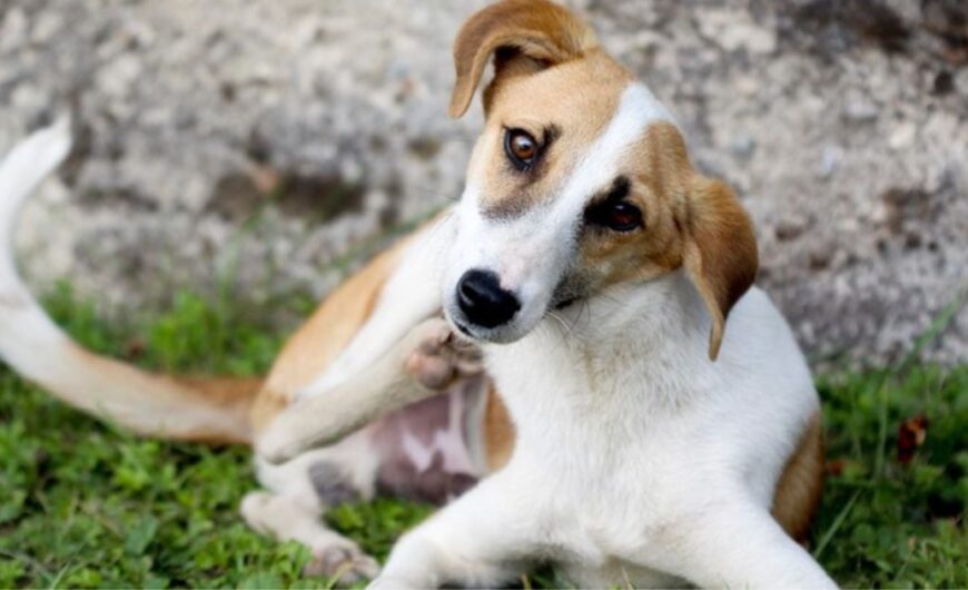 Alergia a las pulgas en perros: síntomas y tratamiento