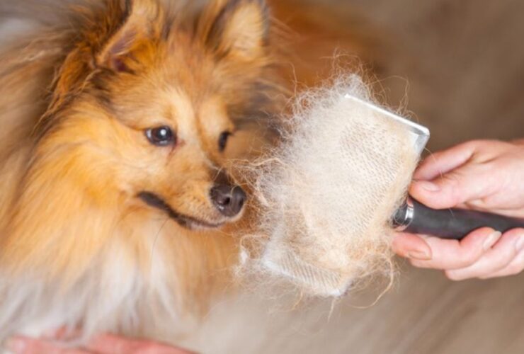 Cuál es el mejor cepillo para quitar el pelo muerto a un perro