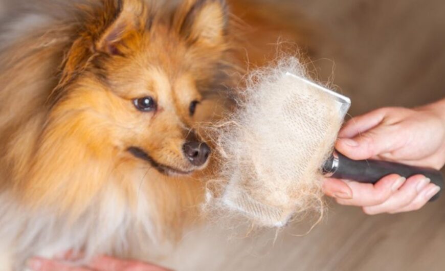 Cuál es el mejor cepillo para quitar el pelo muerto a un perro