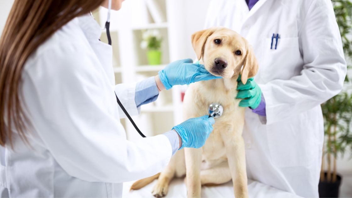 ¿Cuál es la esperanza de vida de un perro con leishmania?