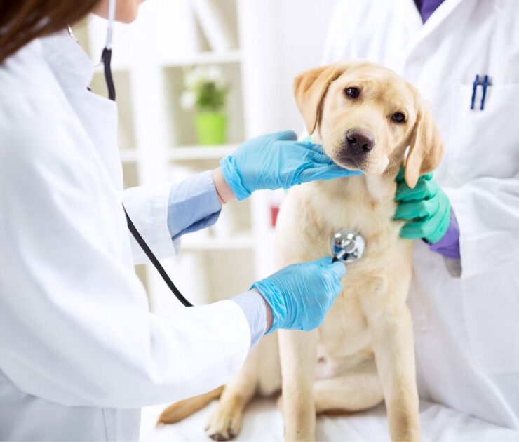 ¿Cuál es la esperanza de vida de un perro con leishmania?