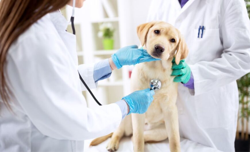 ¿Cuál es la esperanza de vida de un perro con leishmania?