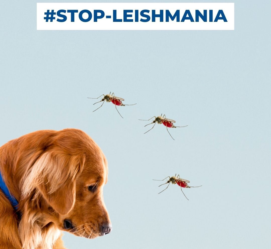 Síntomas de la leishmania en perros