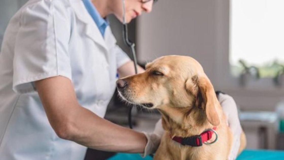 ¿La leishmaniasis en perros se contagia?