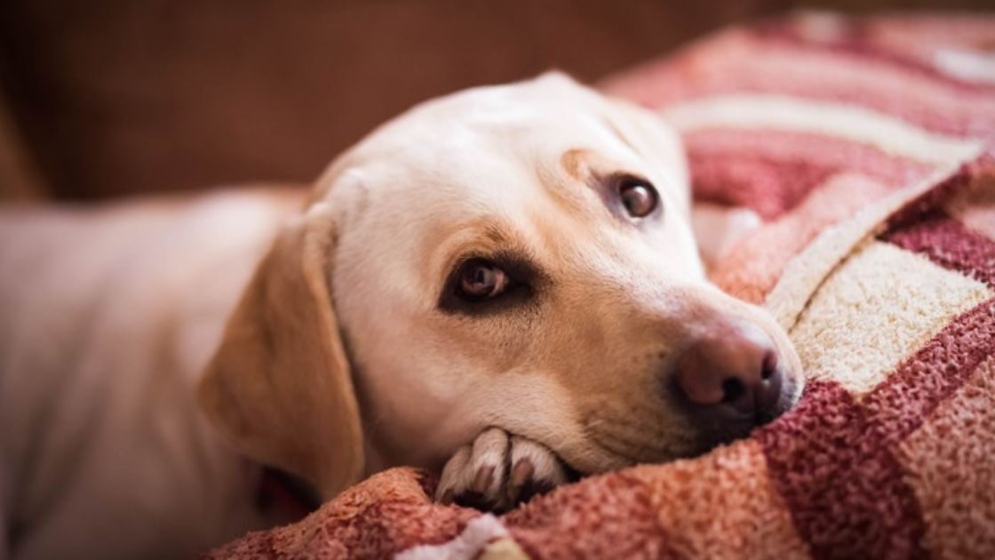 Las enfermedades más comunes en perros