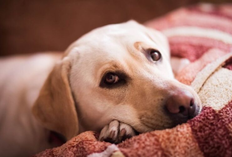 Las enfermedades más comunes en perros