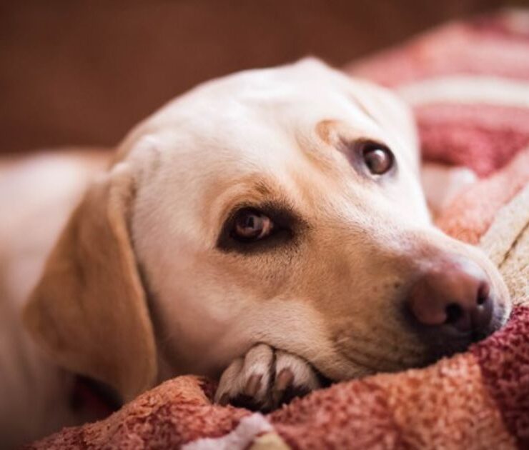 Las enfermedades más comunes en perros