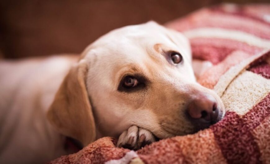 Las enfermedades más comunes en perros