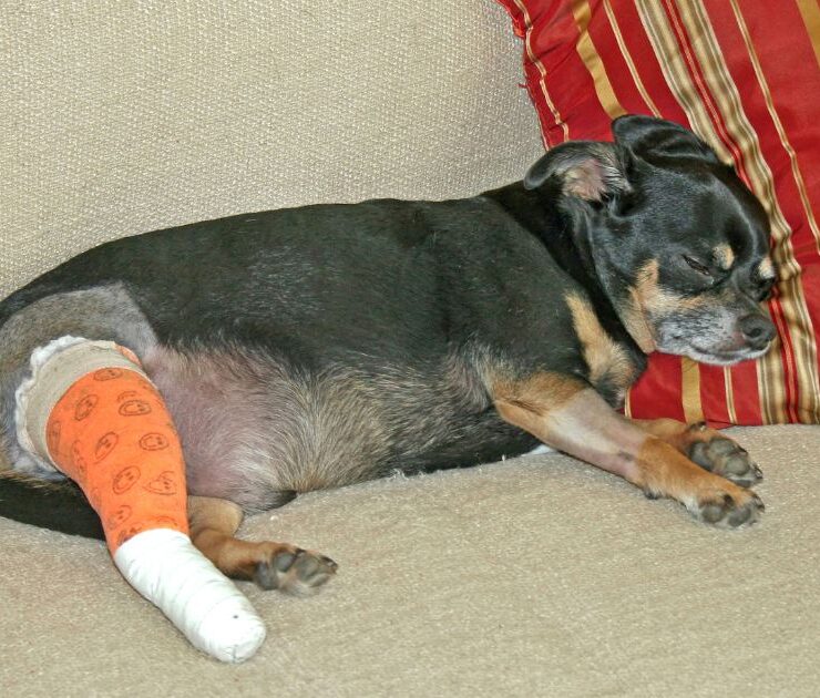Cómo desinfectar heridas en perros