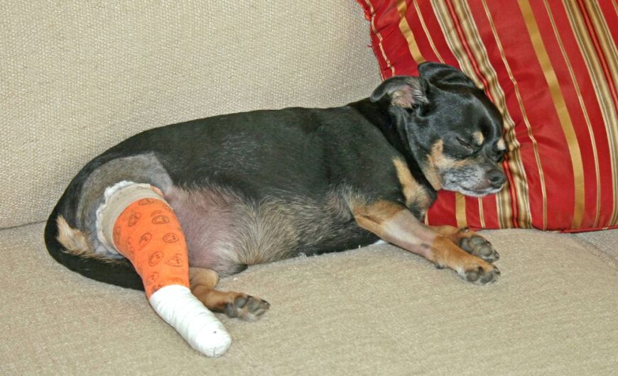 Cómo desinfectar heridas en perros