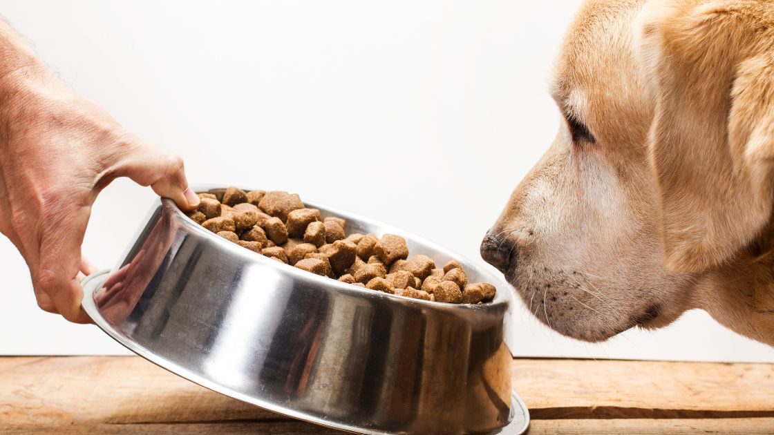 Comida para perros con problemas digestivos