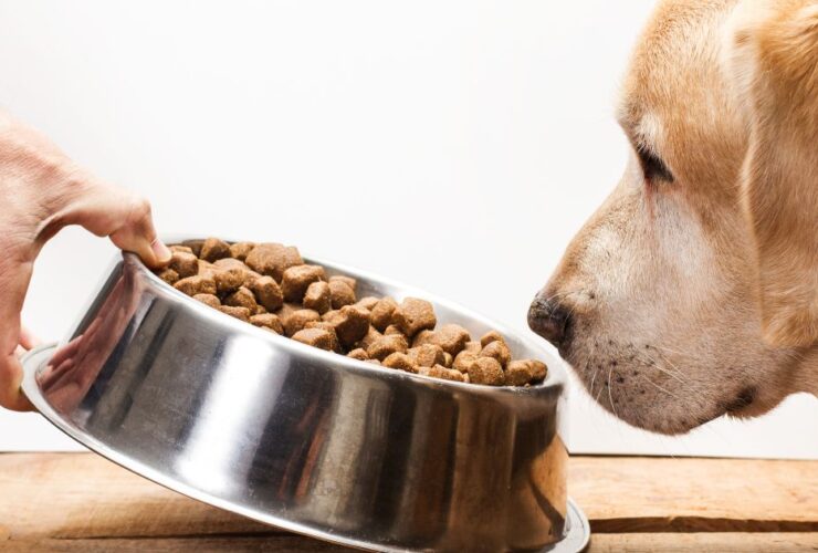 Comida para perros con problemas digestivos