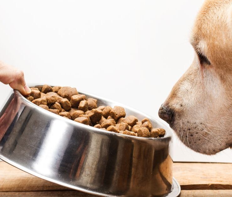 Comida para perros con problemas digestivos