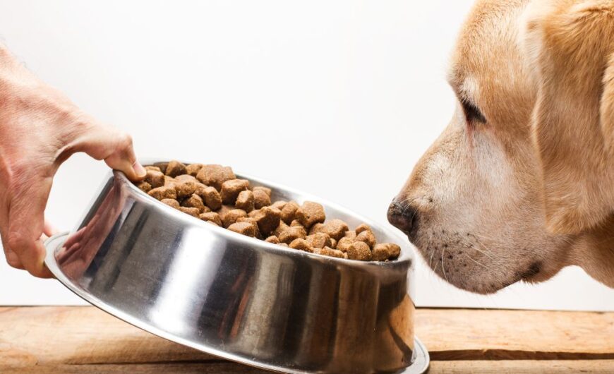 Comida para perros con problemas digestivos