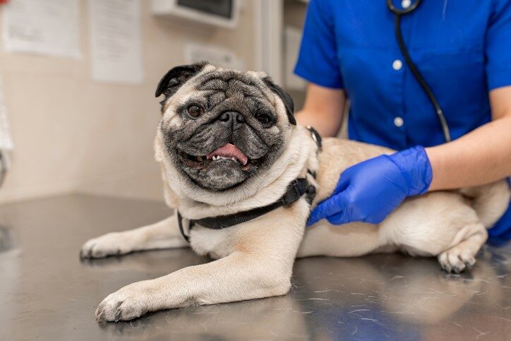 Directorio de urgencias veterinarias MiVet