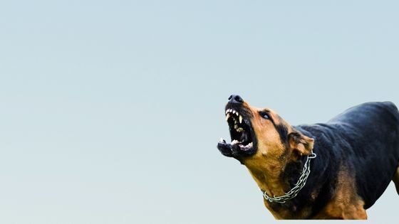 ¿La vacuna de la rabia para perros es obligatoria?