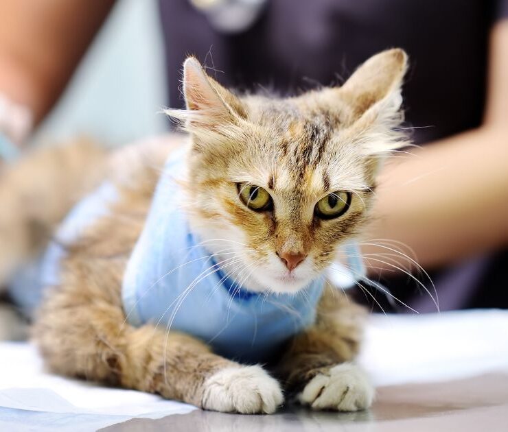 Cuándo esterilizar a una gata