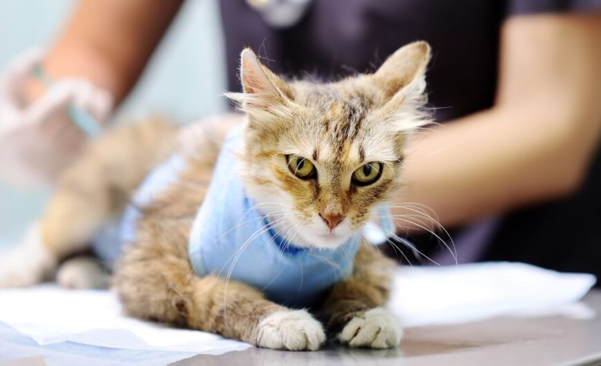 Cuándo esterilizar a una gata