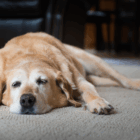 Artrosis en perros: síntomas, tratamientos y causas