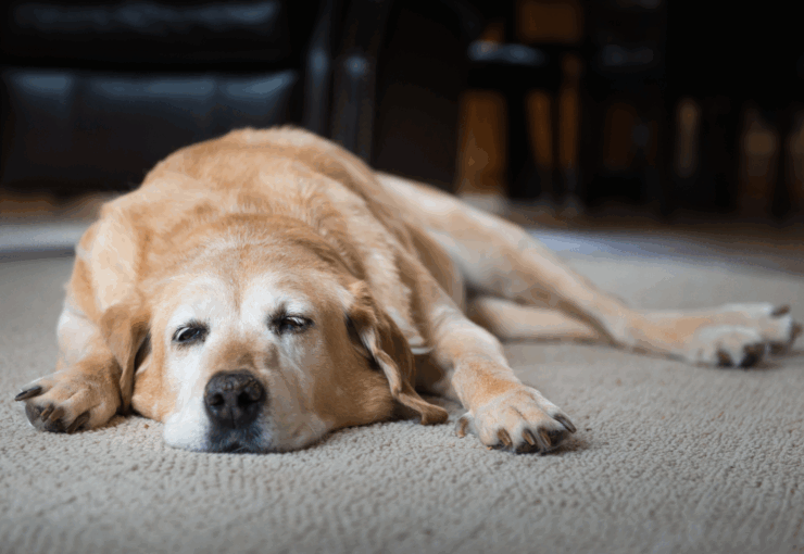 Artrosis en perros: síntomas, tratamientos y causas