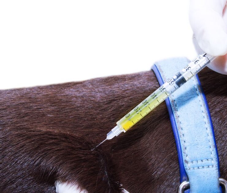 ¿Cuánto cuesta vacunar a un perro?