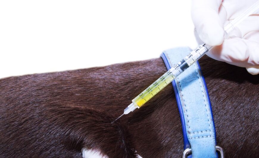 ¿Cuánto cuesta vacunar a un perro?