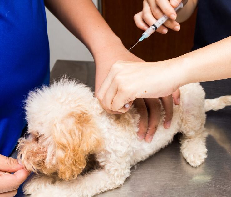 Vacunas para perros: calendario completo