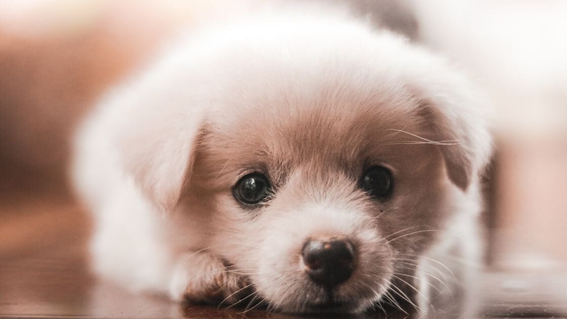 Cuidados básicos de un cachorro