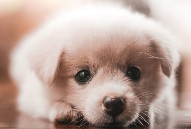 Cuidados básicos de un cachorro