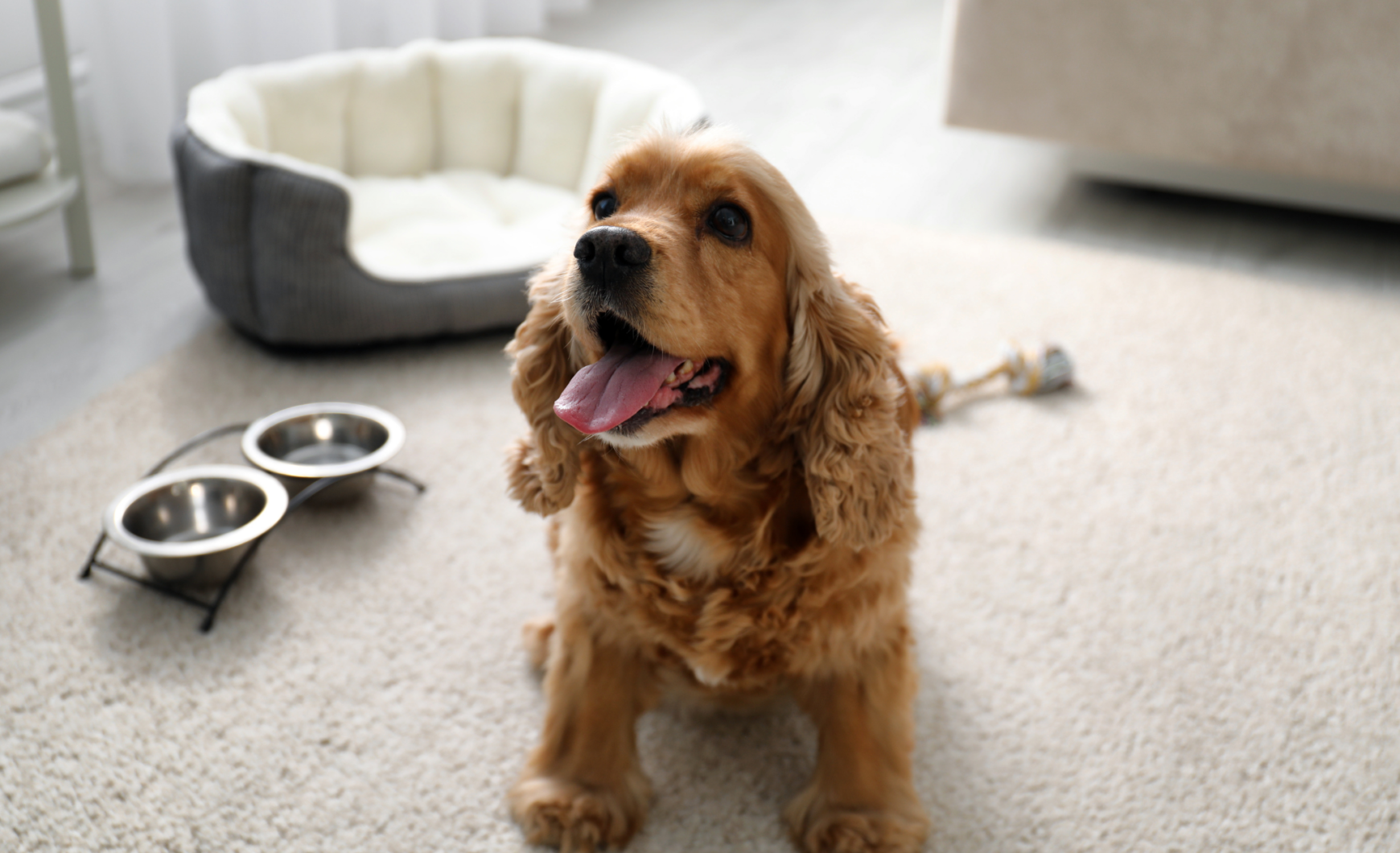 Hoteles y residencias caninas en Manresa