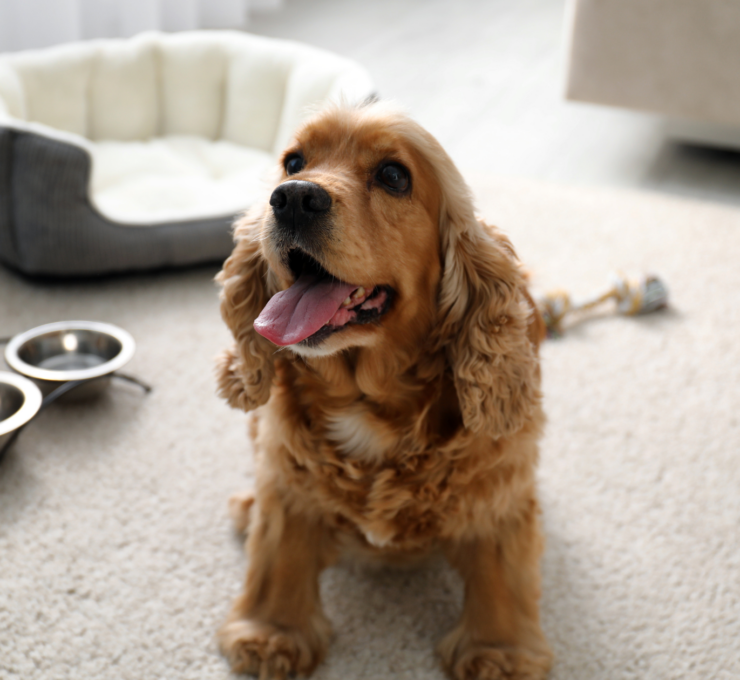 Hoteles y residencias caninas en Manresa