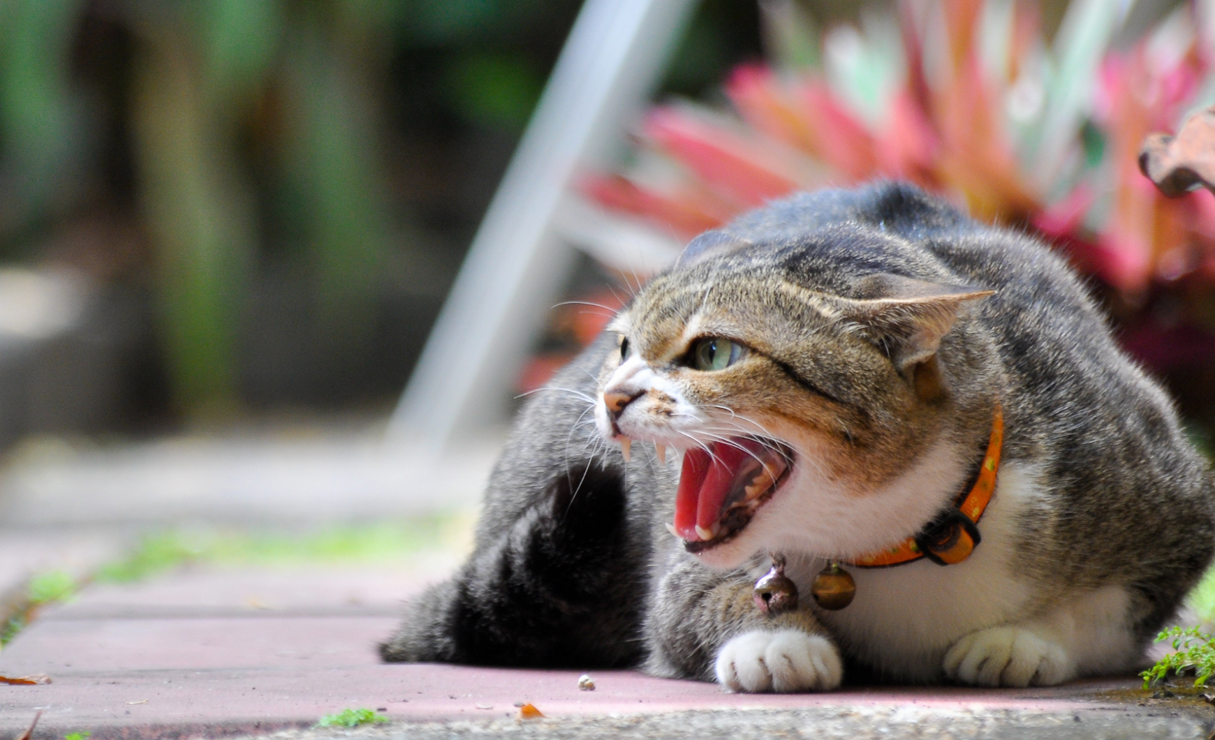 Agresividad en gatos: tipos, causas y soluciones