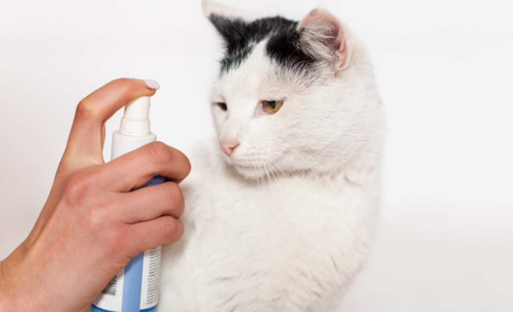 ¿Qué hacen las feromonas en los gatos?