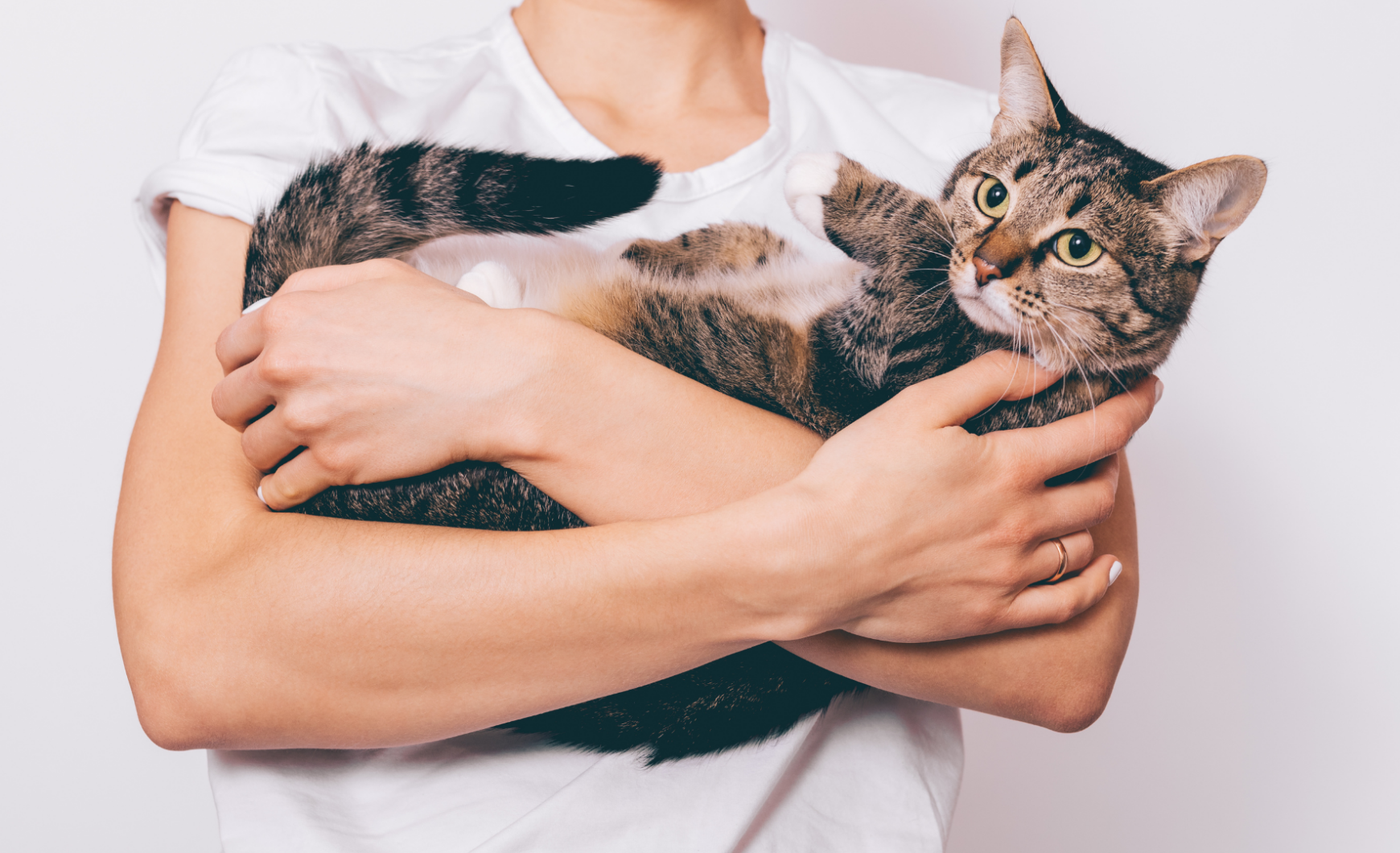 ¿Por qué los gatos eligen a una persona?