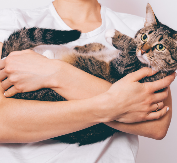 ¿Por qué los gatos eligen a una persona?