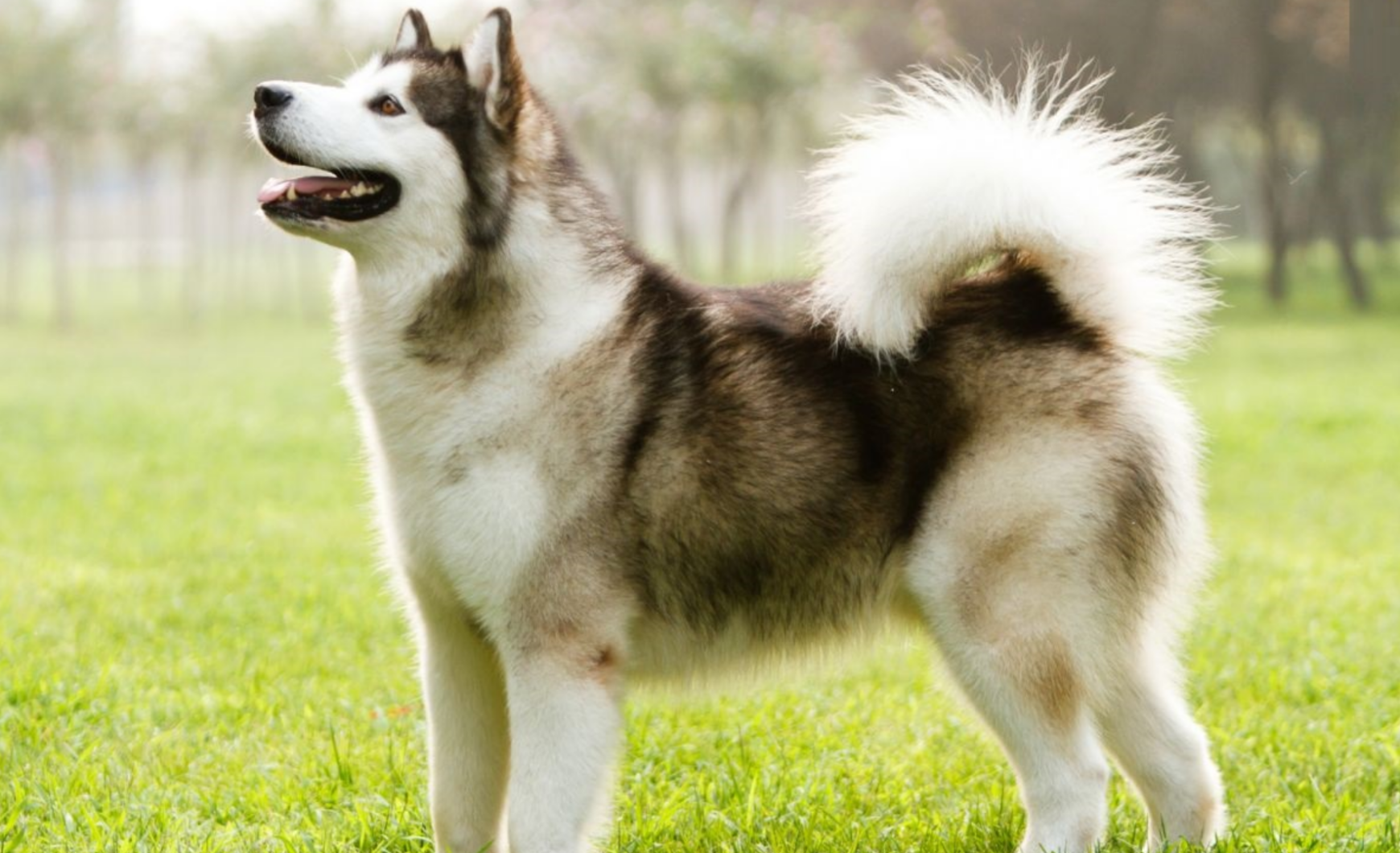 Perro esquimal canadiense: características y cuidados