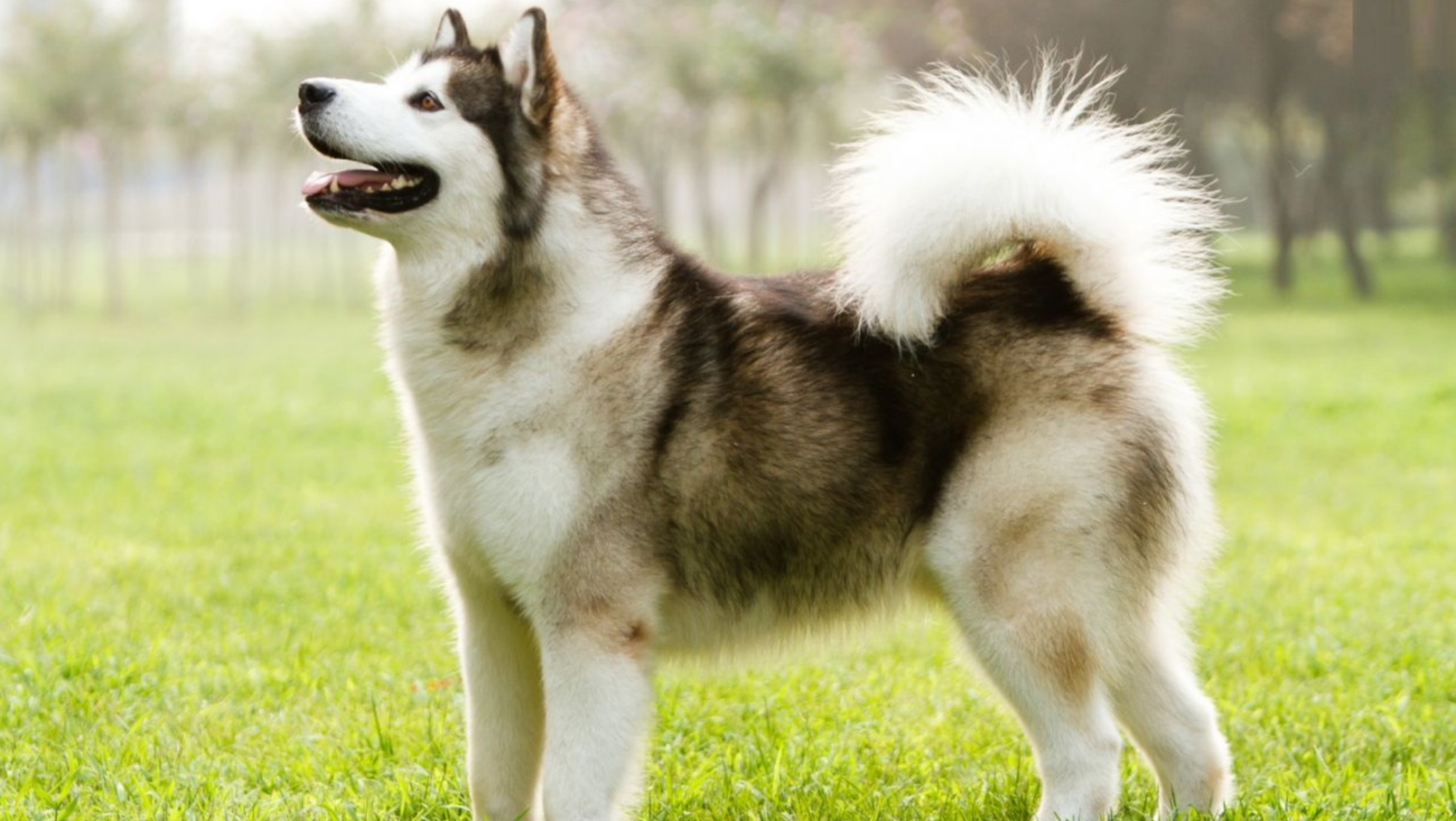 Perro esquimal canadiense: características y cuidados