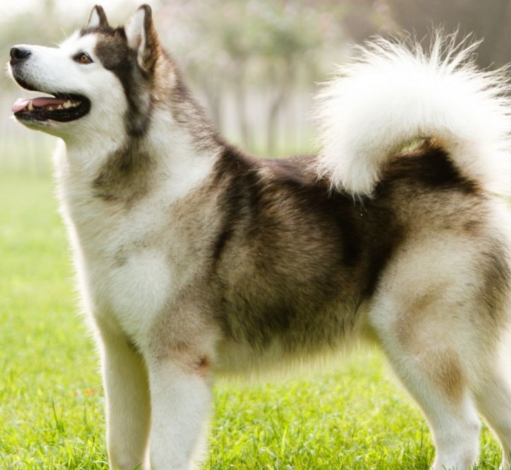 Perro esquimal canadiense: características y cuidados