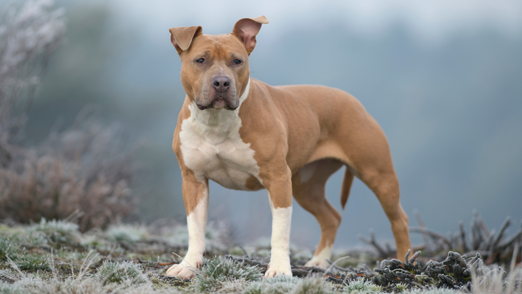 Características del american Staffordshire terrier