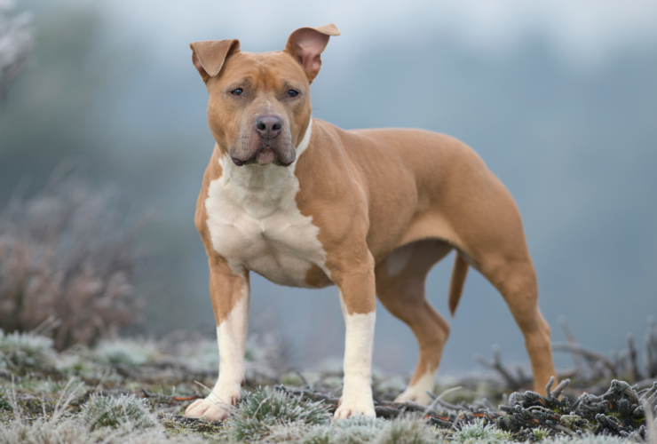 Características del american Staffordshire terrier