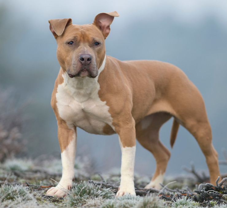 Características del american Staffordshire terrier